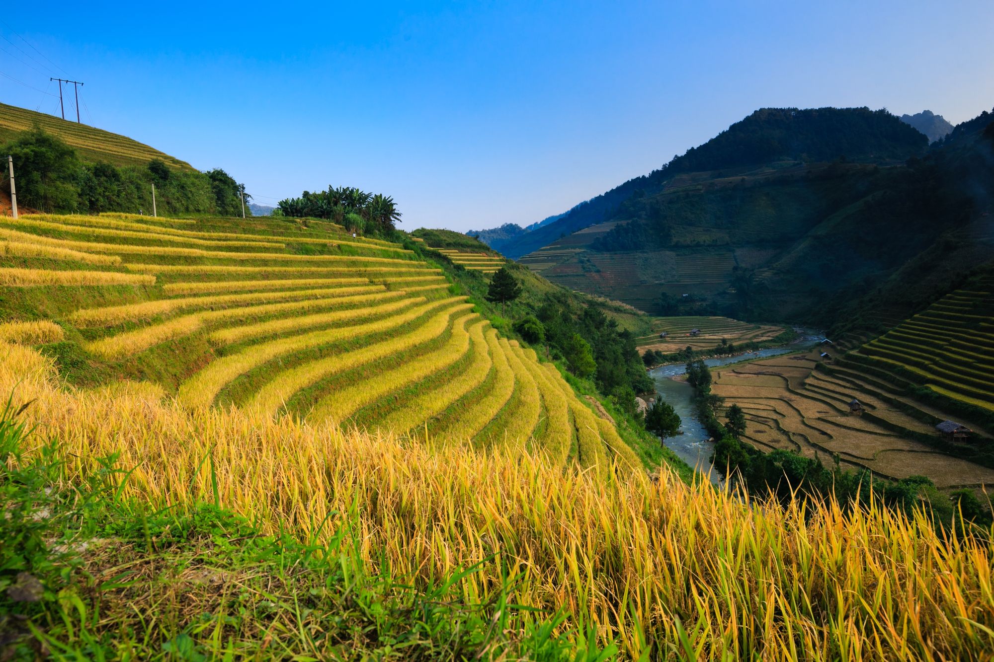 Terraced rice fields in the mountains of northern Vietnam